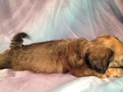 Male Lhasa Bred to Bichon for Male Lhasa Bichon Mix September